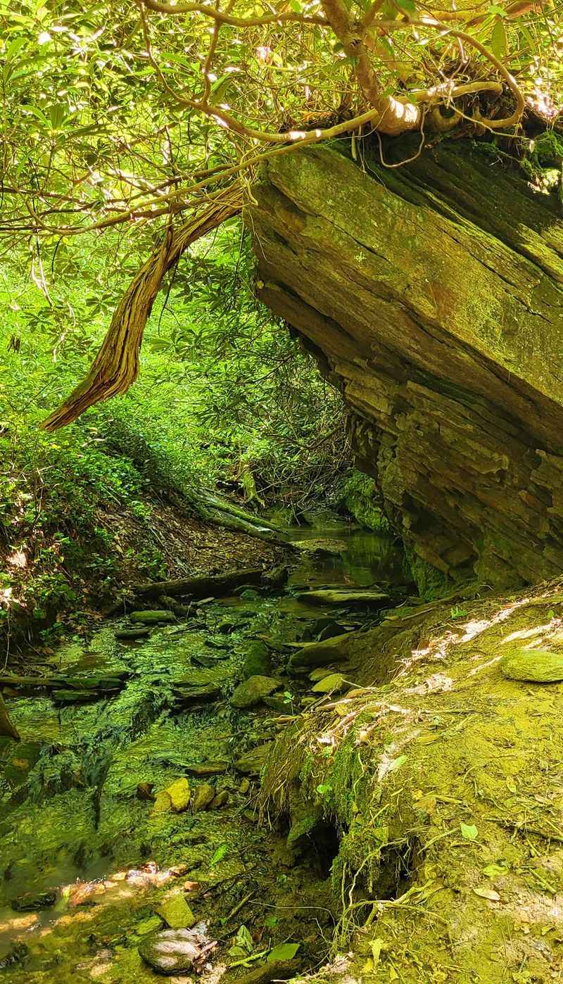 A Wild Home For Plants And Animals