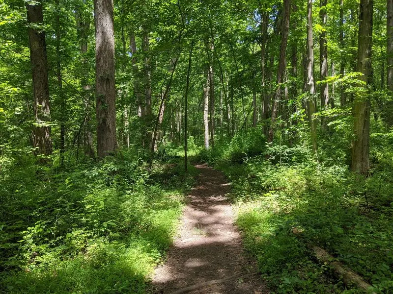 Swamp Forest Trail