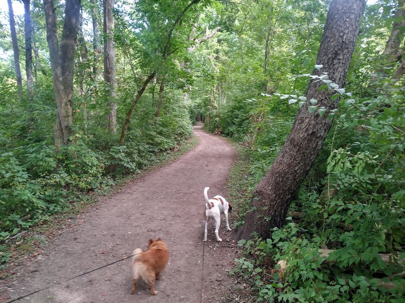 Meadow Turns and Hidden History - Coyote Run Trail, Highbanks Metro Park