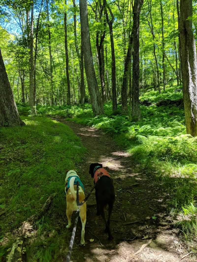 Birdsong and River Bends at Belding Wildlife Management Area