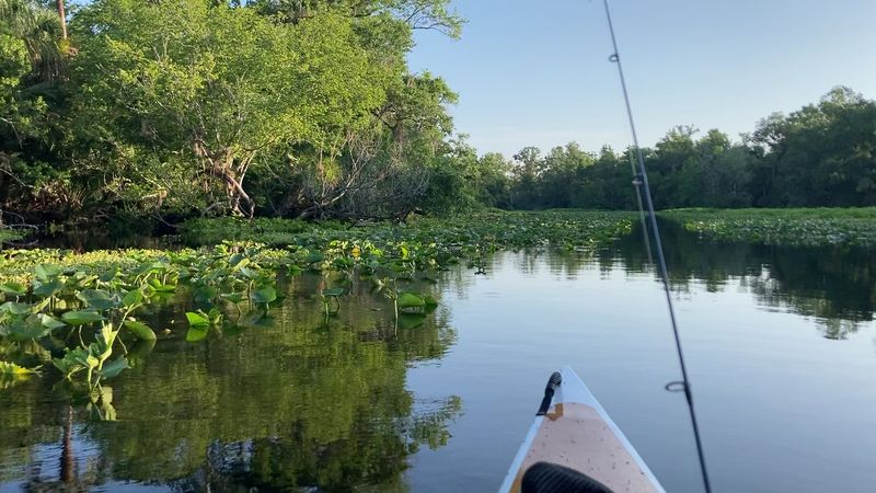 Wekiva River - Central Florida