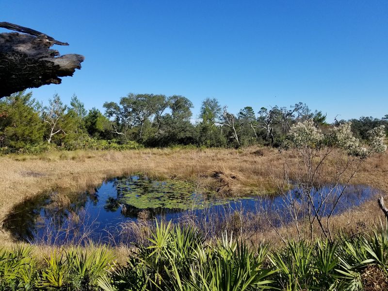 Ocala National Forest - Juniper Prairie Wilderness