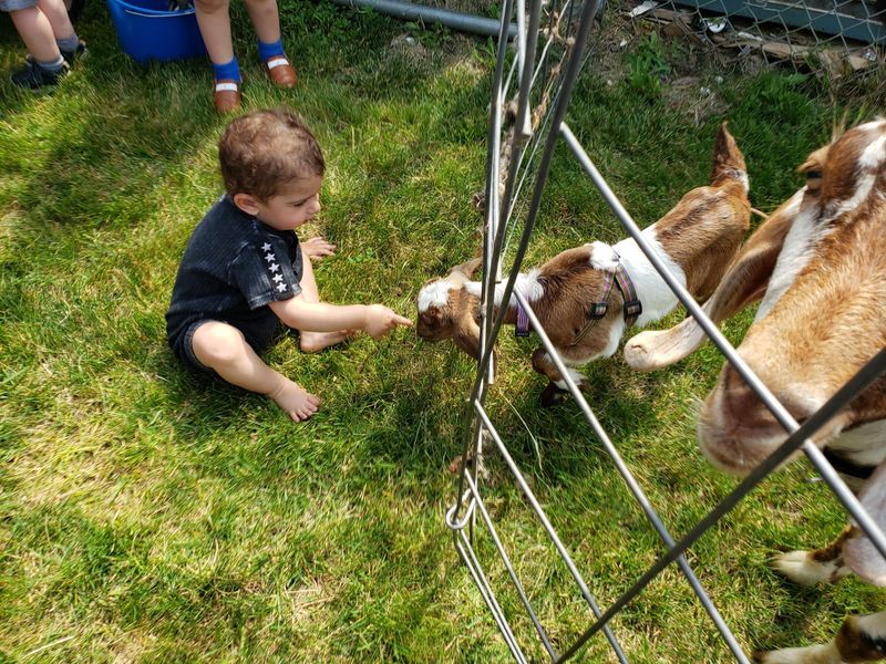 Animal Interactions