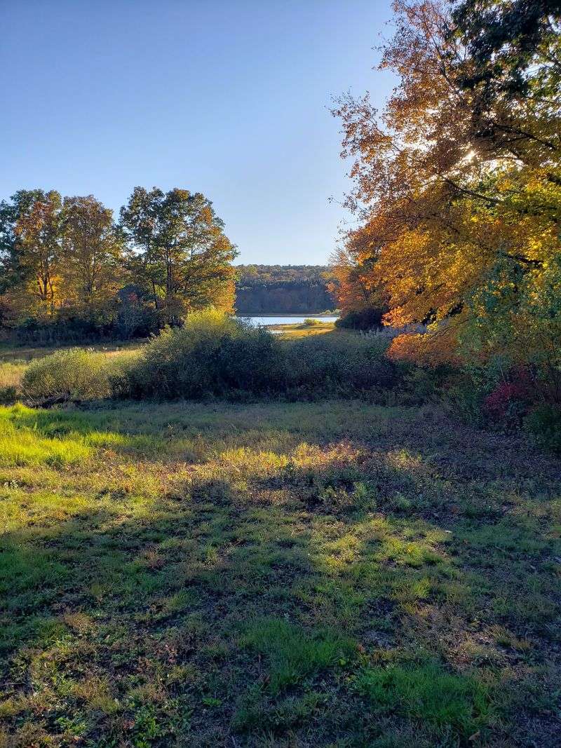 Deep Woodland Calm at Morgan R. Chaney Sanctuary