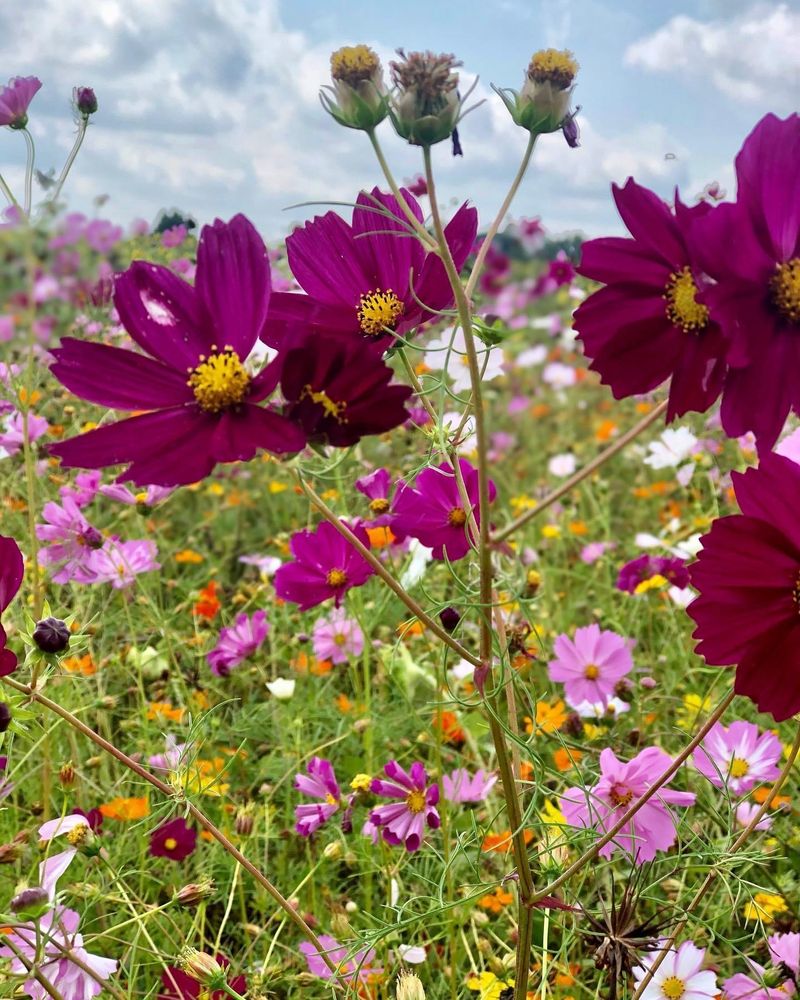 Easy Photo Tips In The Flowers
