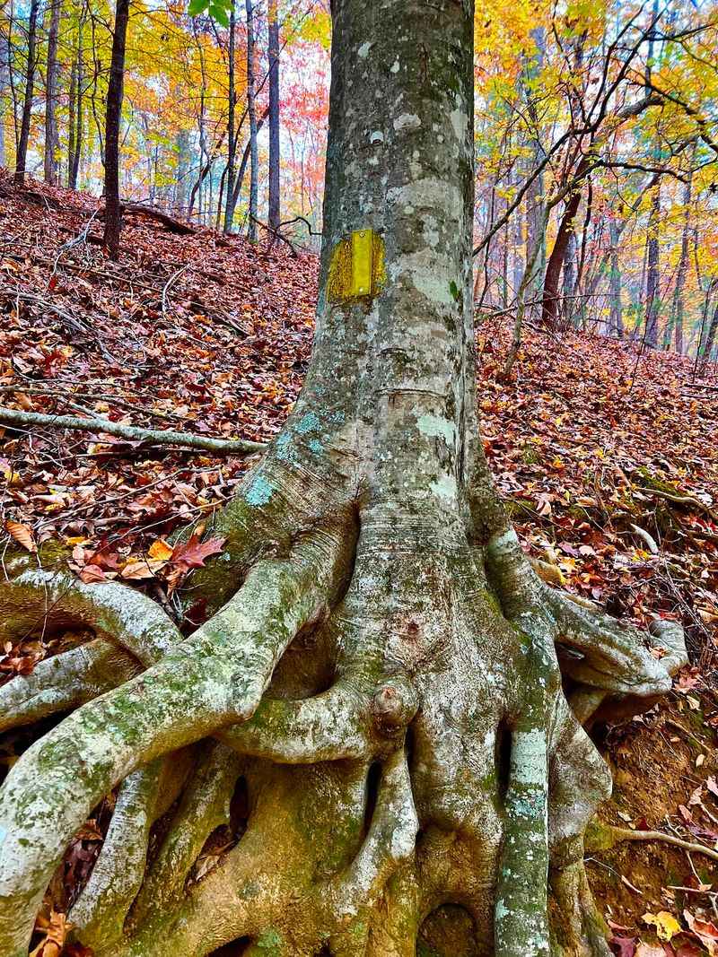 Rules That Protect the Park and the Fun