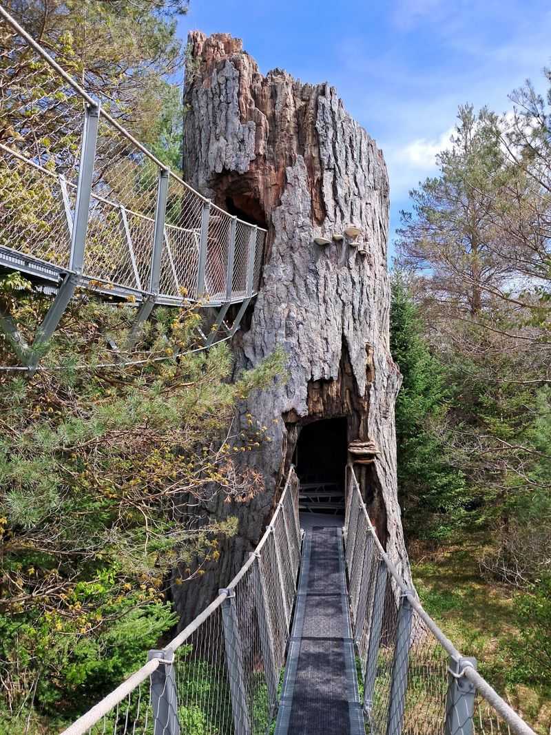 A Walk Through the Treetops
