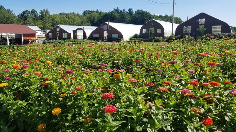 Dick's Market Garden, Lunenburg