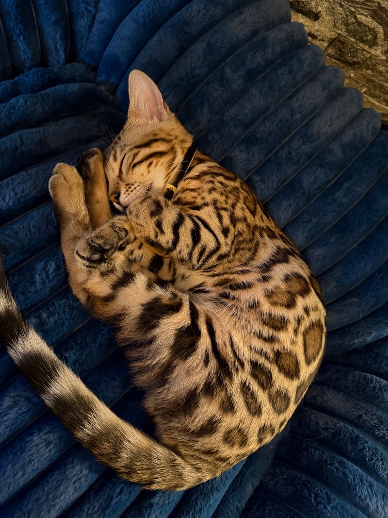 A Fun Experience for Families, Couples, and Cat Enthusiasts