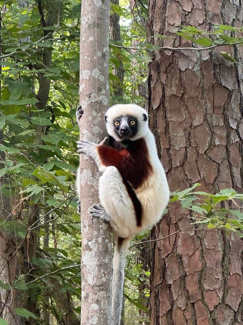 Meet Lemurs From Ring-Tailed Favorites to Rare Aye-Ayes