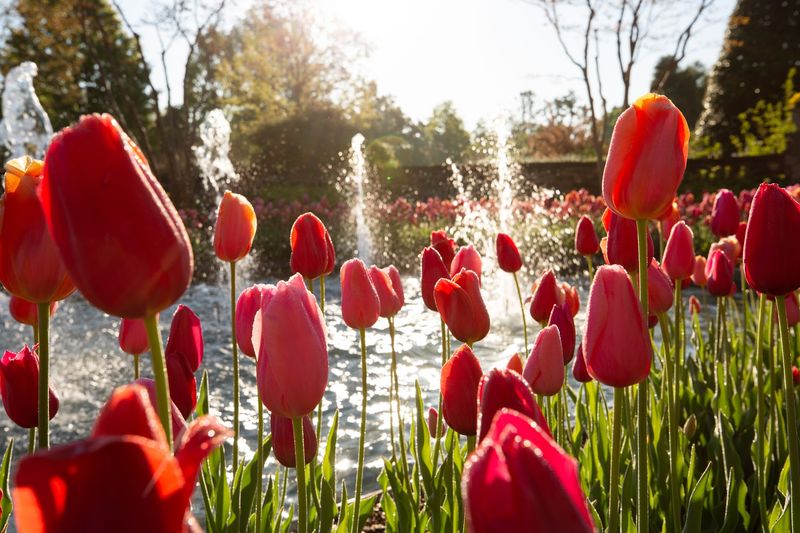 Seasonal Flower Displays That Draw Thousands