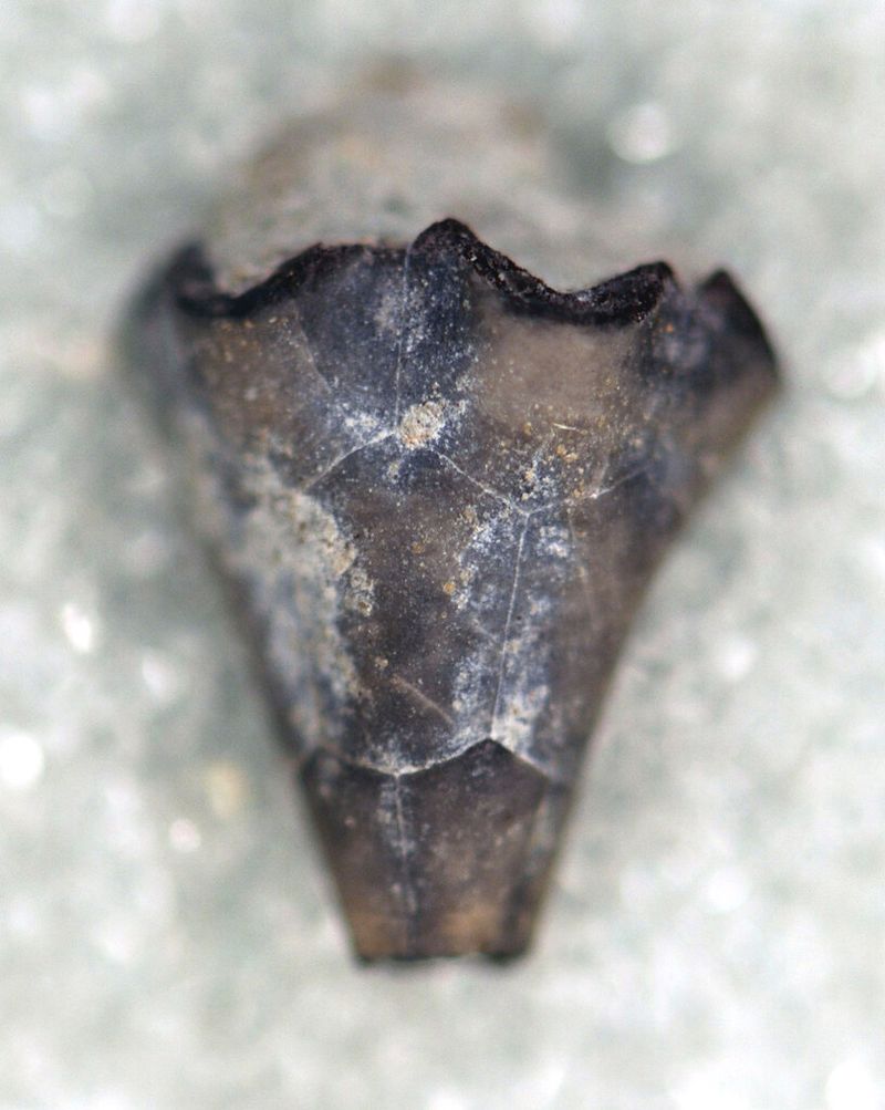 How to Get Your Free Fossil Collecting Permit