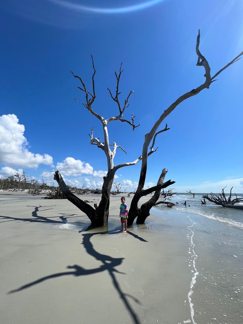 Boneyard Beauty on the Shore