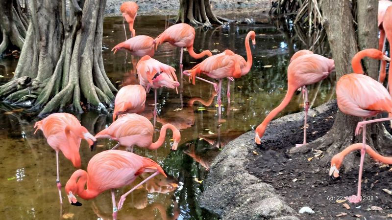 Jungle Island - Miami