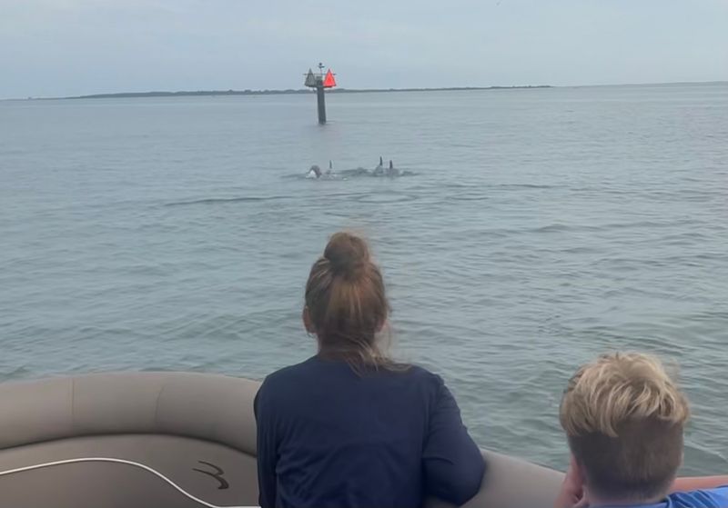 Dolphins Beside The Boat