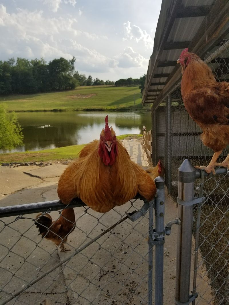 Old MacDonald's Farm, North Augusta, Aiken County