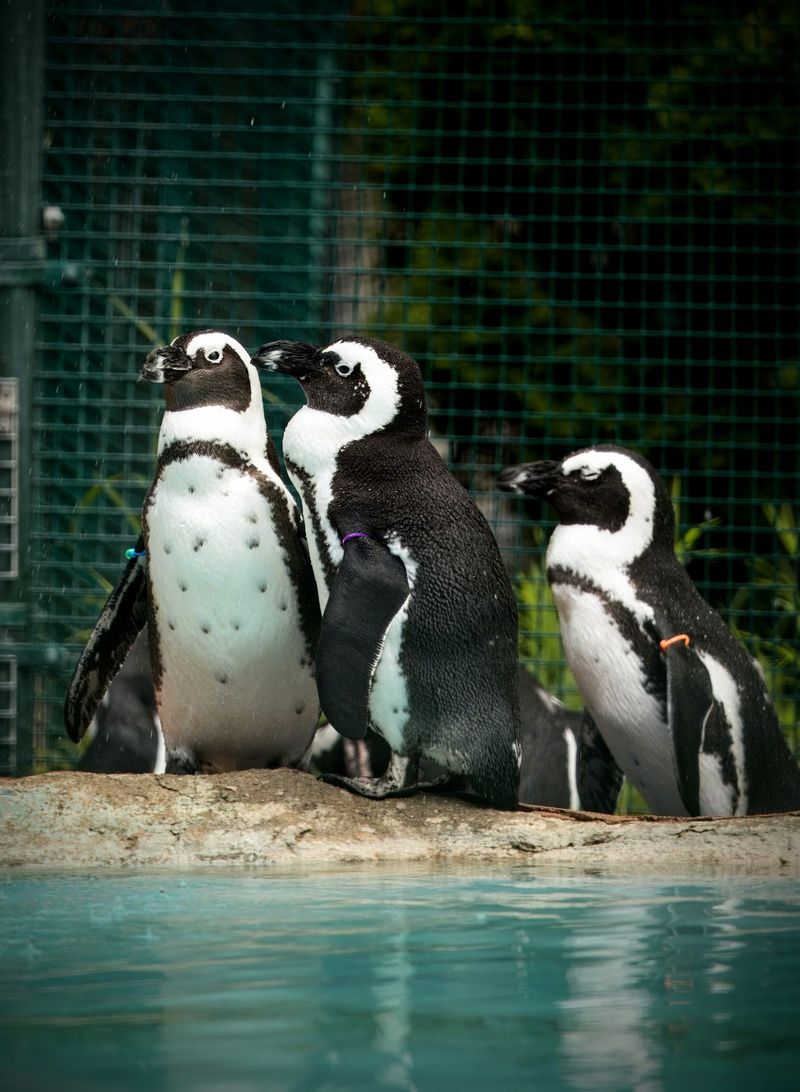 Saginaw Children's Zoo - Saginaw, Saginaw County,