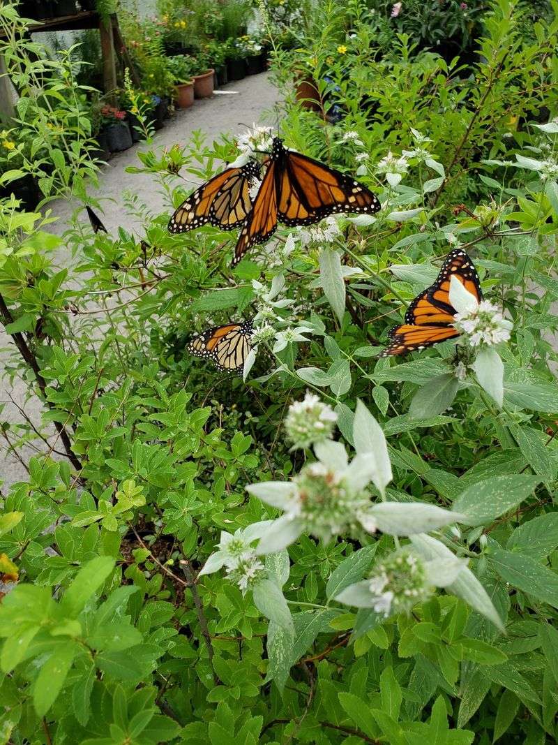 Native Gardens Full Of Color, Pollinators, And Smart Ideas
