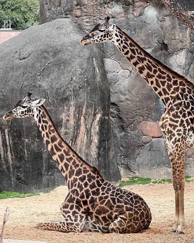 Houston Zoo - Houston