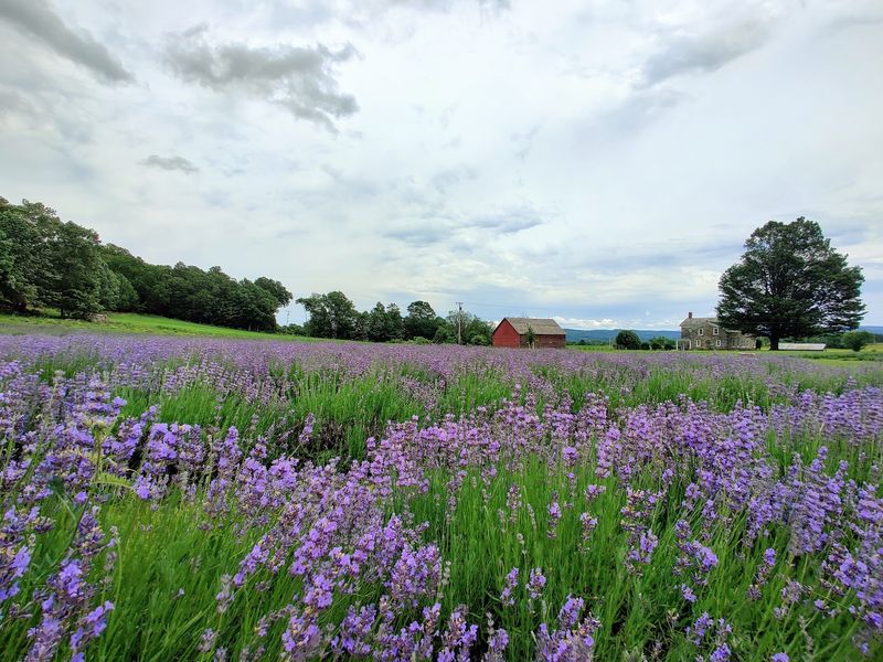 Lavenlair Farm, Georgetown, Williamson County