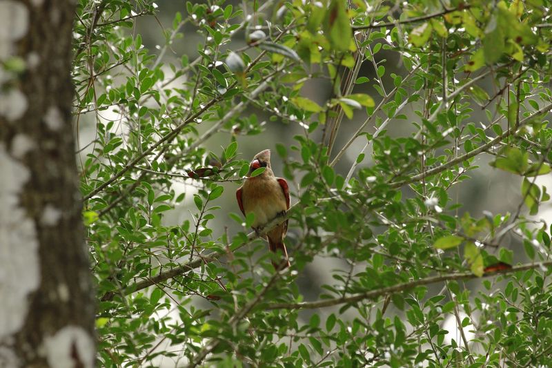 Chinsegut Wildlife and Environmental Area