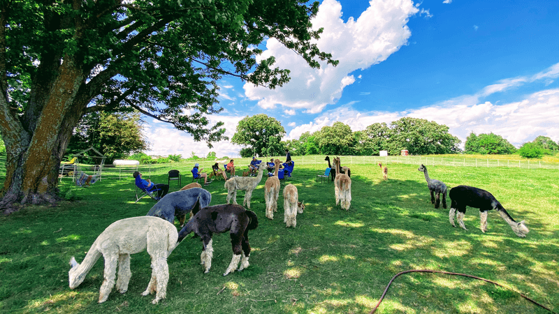 Rusty Stars Alpacas – Winterset