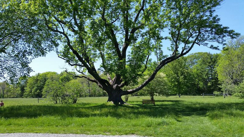 Perfect Picnic Spots Under Shady Trees