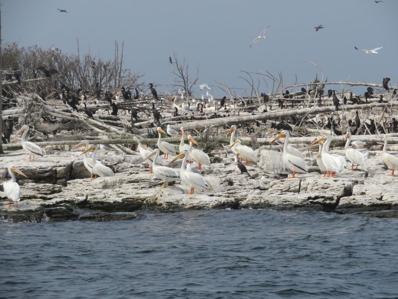 Plum Island Bird Sanctuary