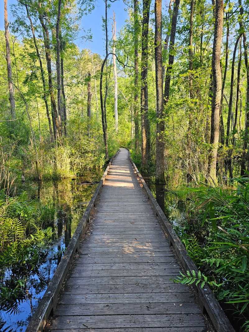 A forest break just outside Columbia