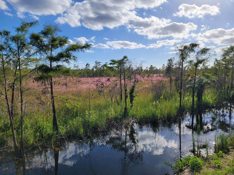 Big Cypress National Preserve - Ochopee, Collier County