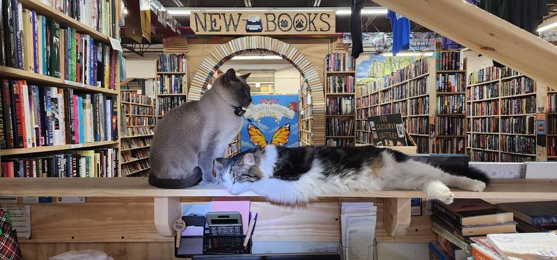 Meet the Resident Feline Staff