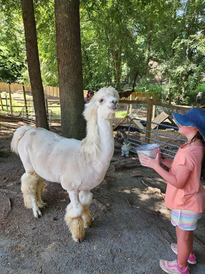 A Safari Hidden in Northwest Charlotte