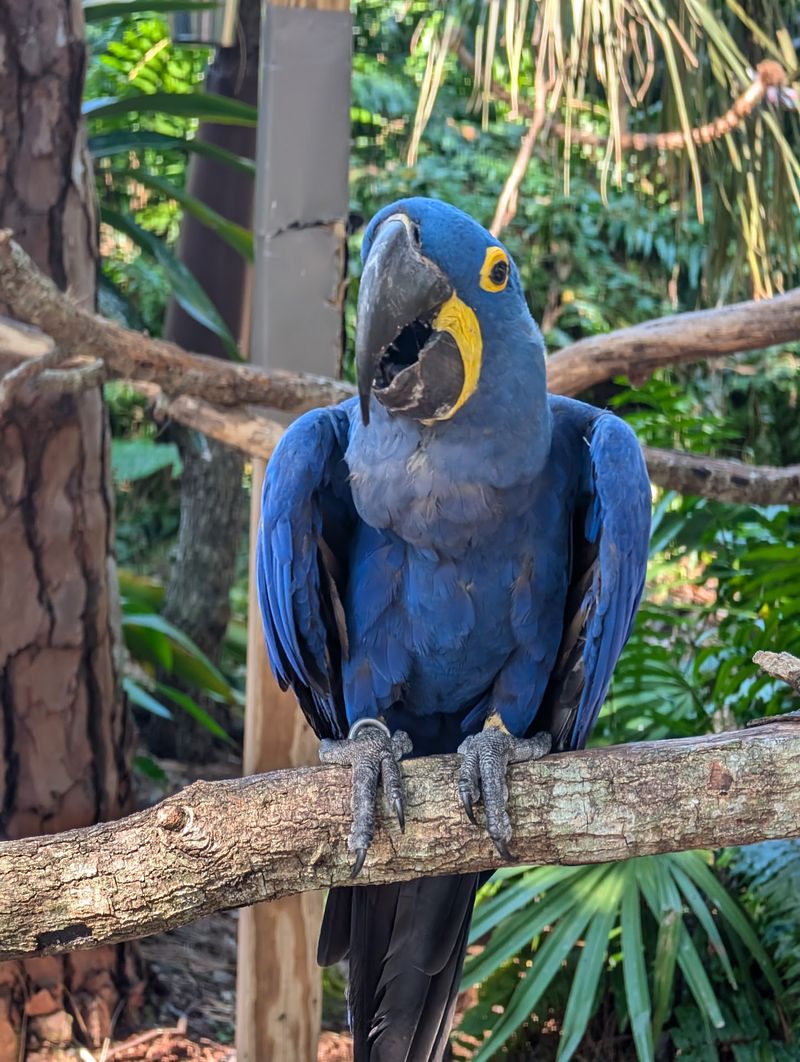Brevard Zoo - Melbourne