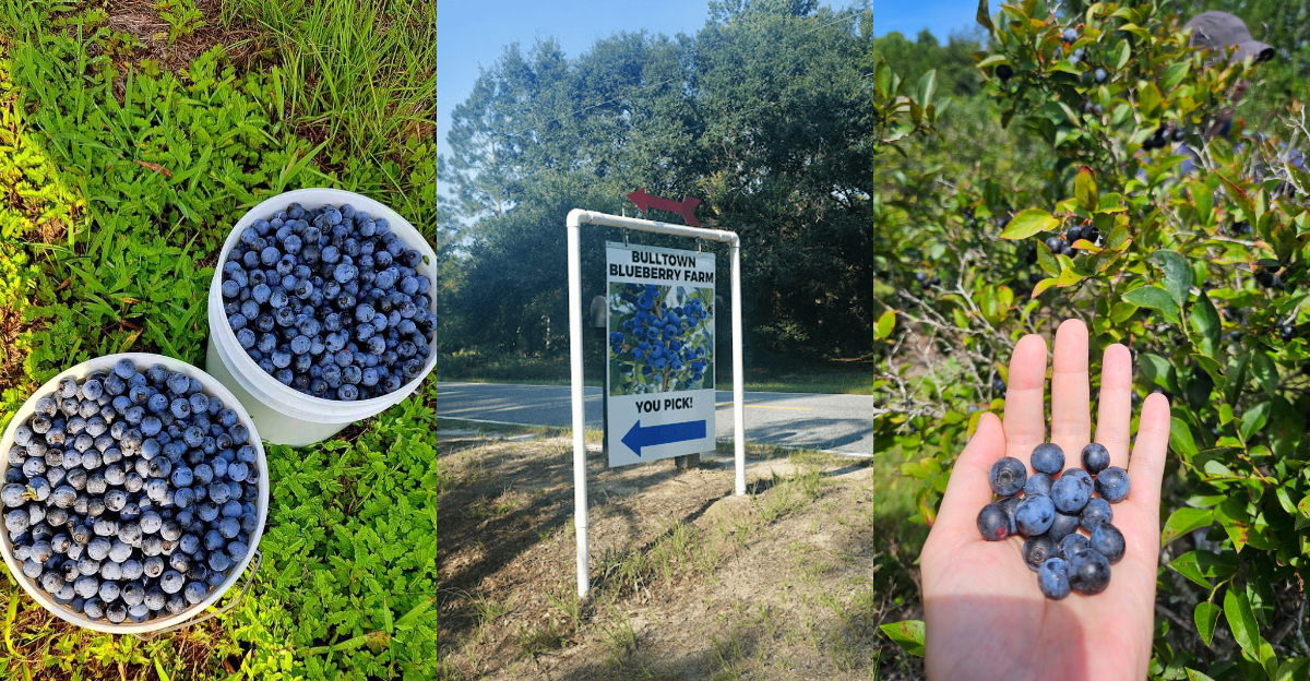 Spend A Summer Morning Picking Fresh Blueberries At This Georgia Farm