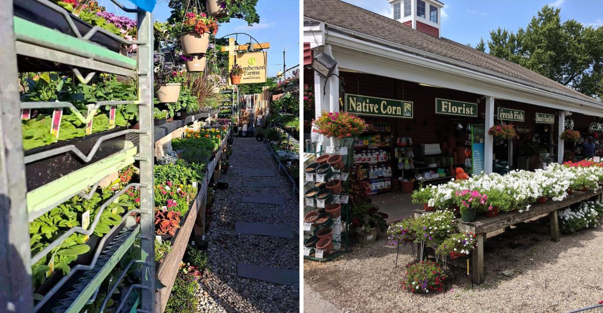 14 Massachusetts Garden Markets Where Visitors Always End Up Staying Longer Than Planned
