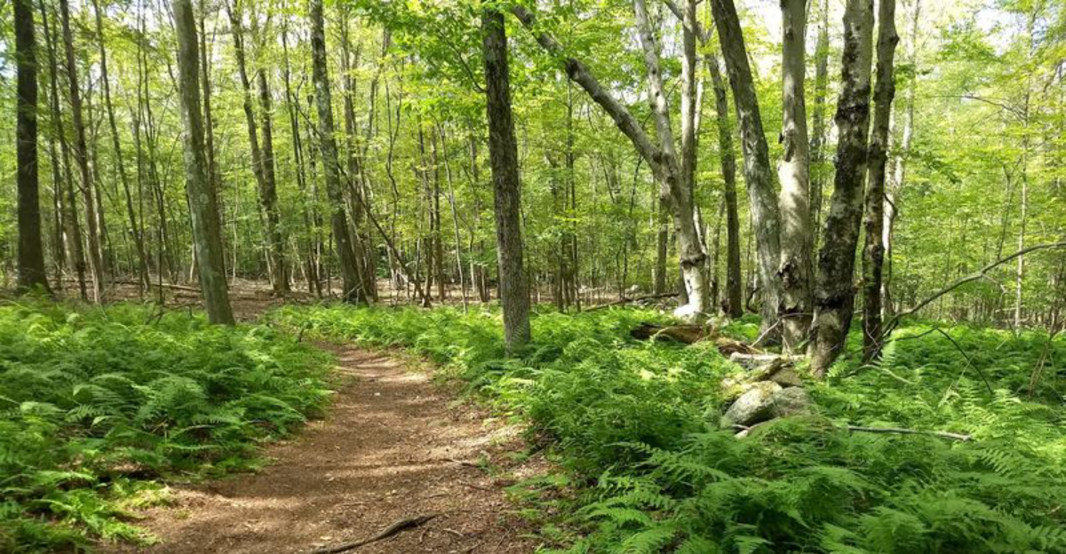 This Giant Split Rock Hidden Inside This Connecticut Forest Is Worth The Hike