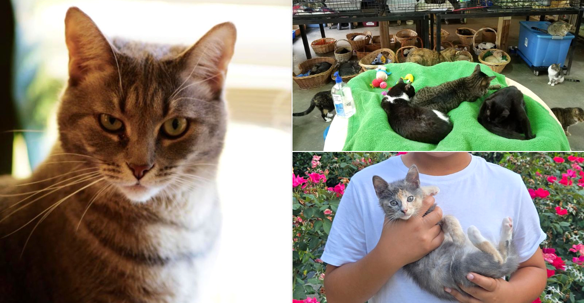 This North Carolina Cat Sanctuary Lets Hundreds Of Rescued Cats Roam Free Across 16 Acres