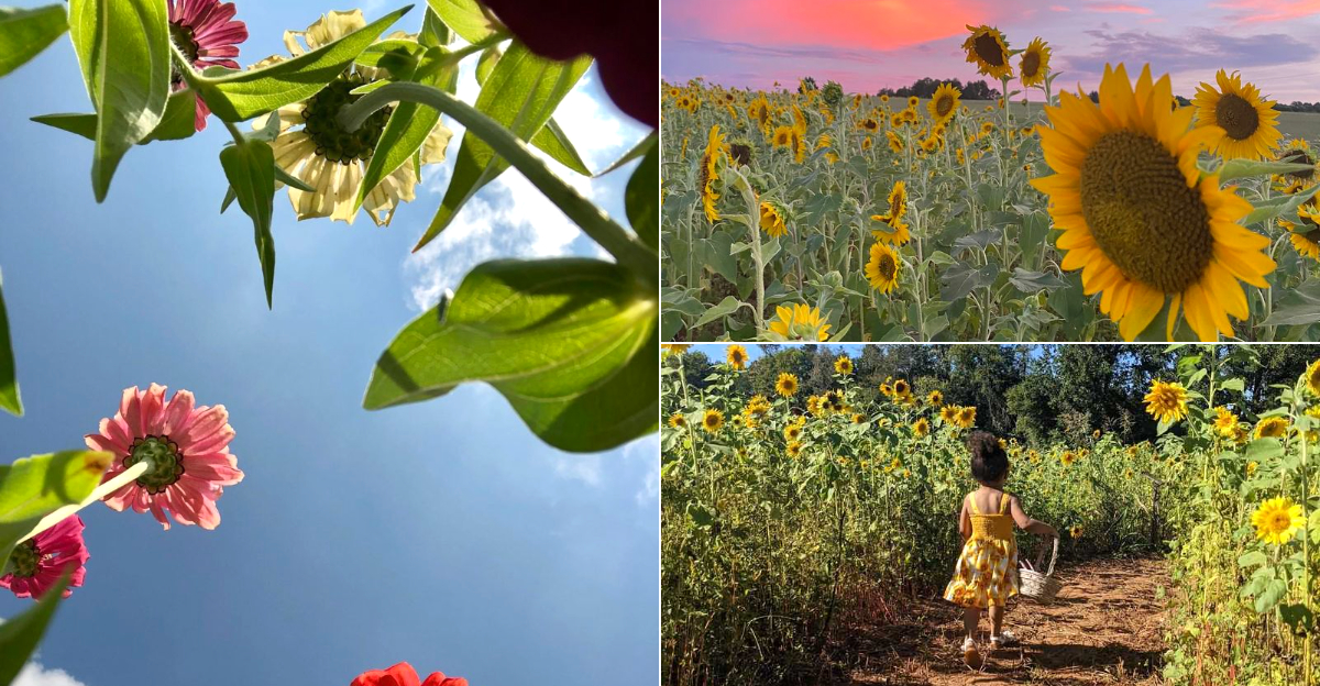 You Can Wander A Full Sunflower Maze In North Carolina Right Now Before The Blooms Fade