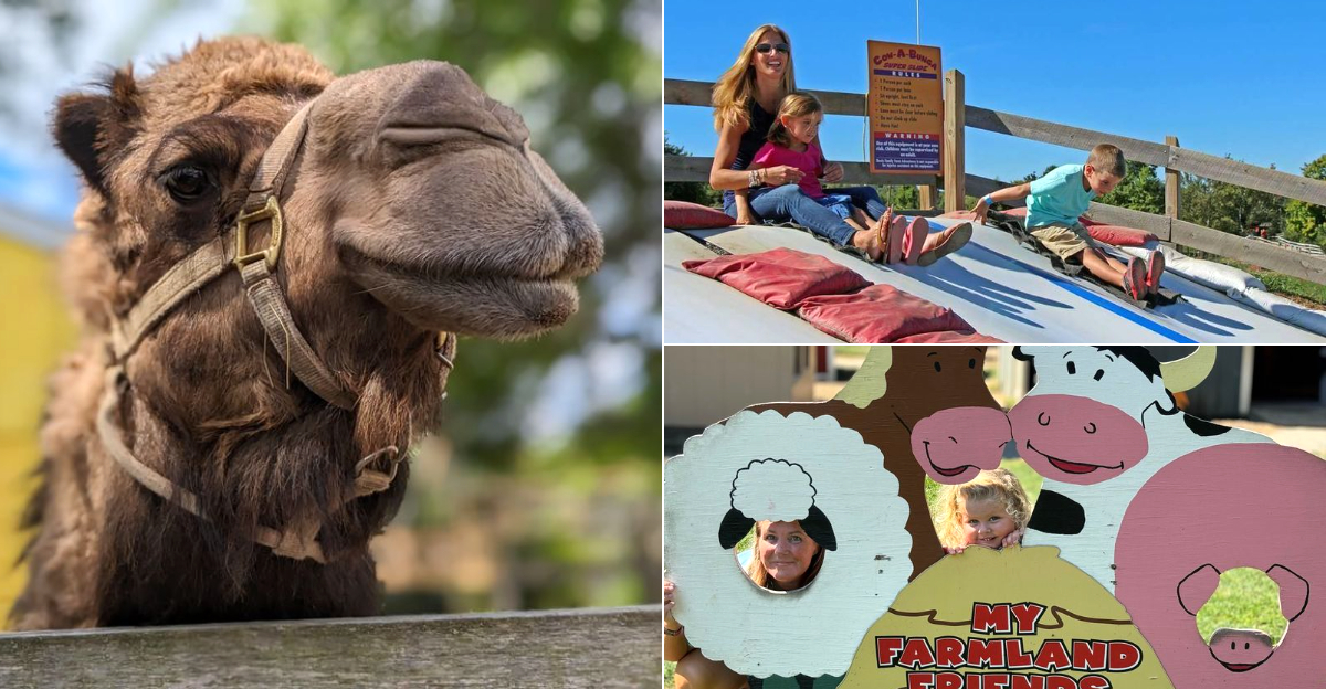 Bottle-Feed Baby Animals And Cool Off In A Giant Splash Park At This Massachusetts Farm