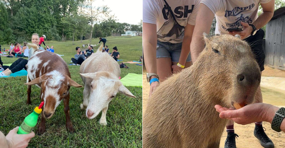 12 Virginia Places Where Feeding Animals Becomes A Fun Family Adventure