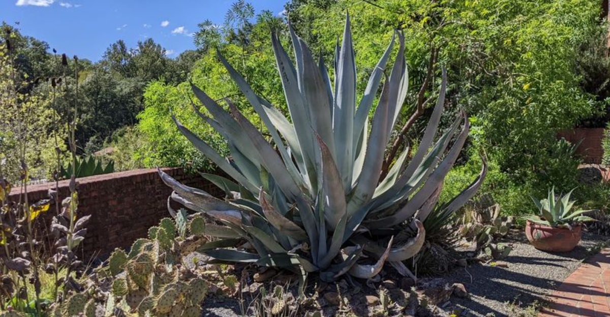 A 295-Acre Garden Full Of Rocks, Fossils And Carnivorous Plants Is Free To Visit In South Carolina