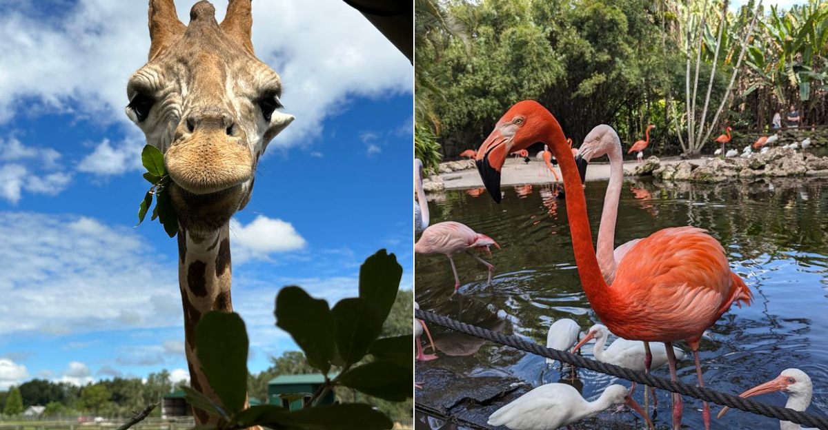 10 Florida Animal Experiences Where You Can Feed Everything From Farm Friends To Wildlife