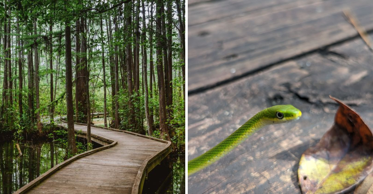 This State Park Boardwalk In South Carolina Stops You In Your Tracks