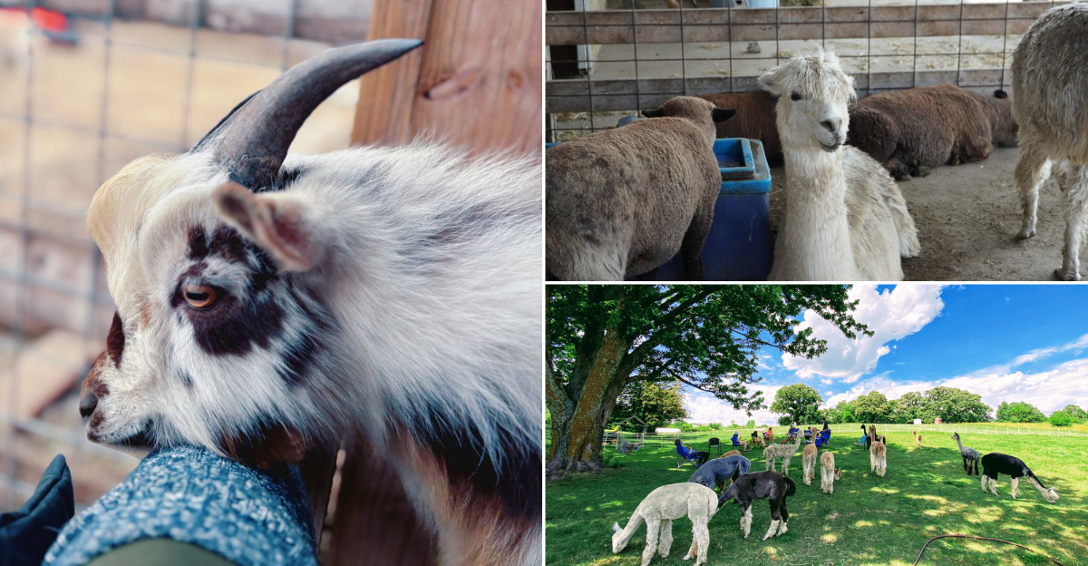 I Discovered 11 Iowa Farms Where You Can Feed Animals And Enjoy A Relaxing Day Outdoors