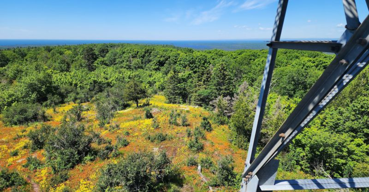 I Found 10 Michigan Observation Towers Where The Scenery Was Even Better Than Expected