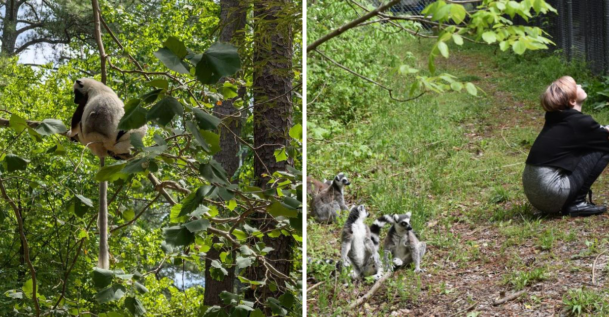 This North Carolina Lemur Sanctuary Is the Largest Outside Madagascar and You Can Meet the Animals on a Forest Trail