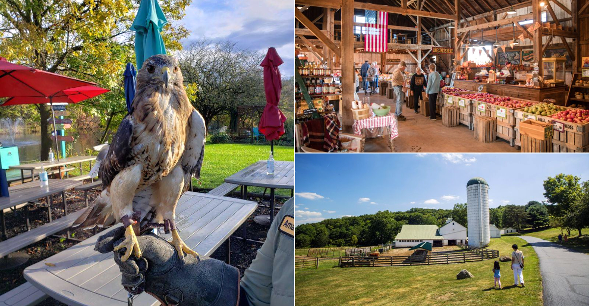The 10 Ohio Farms And Animal Parks Where You Can Feed The Animals Up Close