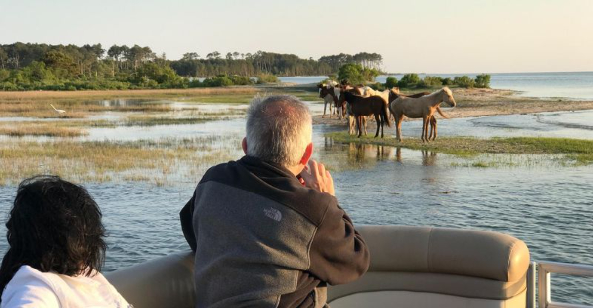 Watch The Shore For Wild Ponies And The Water For Dolphins On This Virginia Cruise