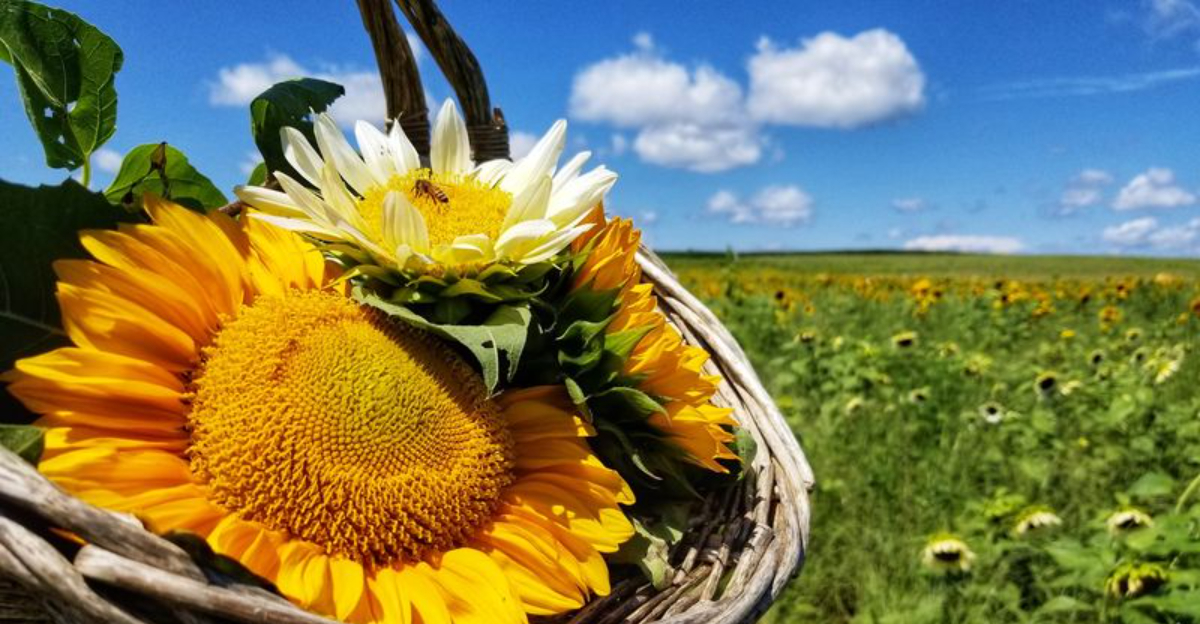 This Virginia Farm Swaps Millions of Tulips for Sunflower Fields Each Summer