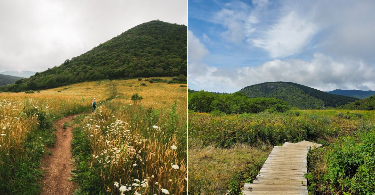 The Wildflower Meadow At The Trailhead Makes This North Carolina Hike Worth The Drive Alone